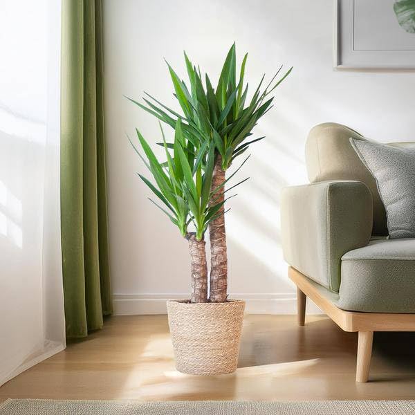 Yucca Elephantipes Riesen Palmlilie Zimmerpflanze Ø21 cm 90 cm