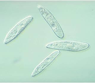 Paramecium caudatum, Living