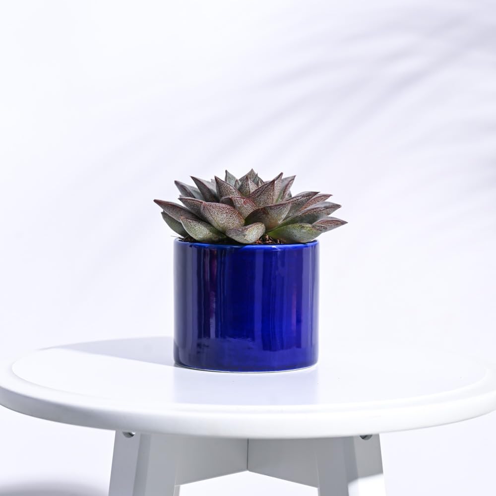 See full amazon price history chart for UGAOO Pipe Blue Ceramic Pot - 3.2 Inch UGAOO Pipe Blue Ceramic Pot - 3.2 Inch (B0BN436CY7) Amazon Price History, Amazon Price Tracker