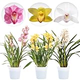 DUTCH BULBS EXCLUSIVE PLANTS FROM HOLLAND