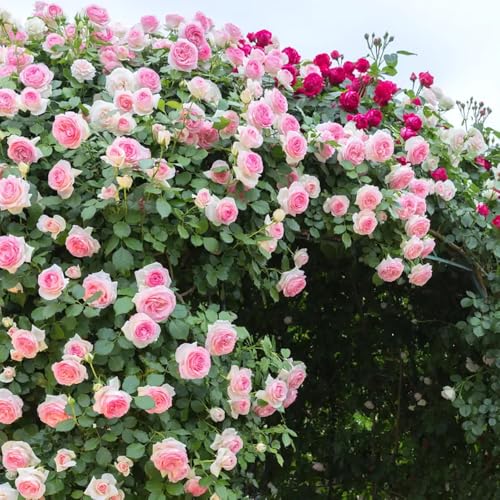 100+ Pink Climbing Rose Flowers Seeds Heirloom Outdoor Garden Vine for Home Landscape Rosa Bush Vine Climber Fragrant Butterfly
