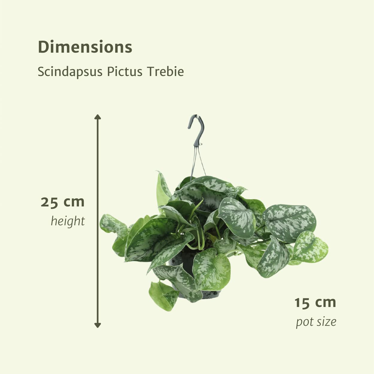 Scindapsus Pictus Trebie roślina, do wnętrz, zestaw 2, H25cm, Ø15cm