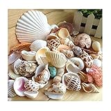 Tuliptown Various Sizes Mixed Natural Beach Seashells Craft Decorations for Wedding Garden Aquarium - Pack of 3.5oz Seashells