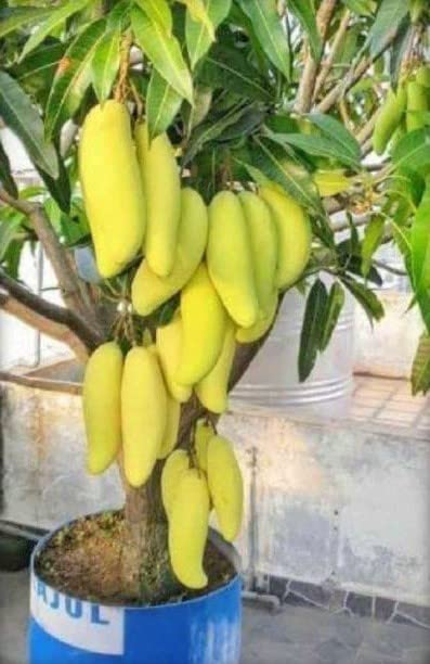 Cloud Farm Rare Thai Banana Shaped Mango Grafted Live Plant - Healthy Outdoor Plant CF_76 (B0BDXMRLLJ) Amazon Price History, Amazon Price Tracker
