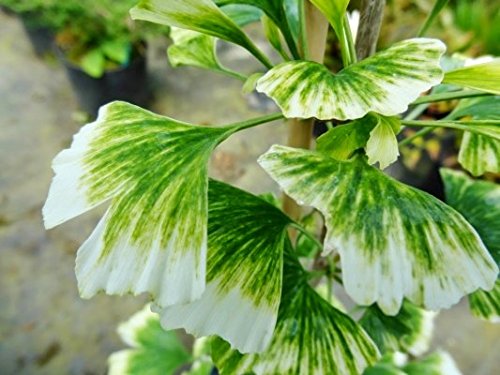 Snow Cloud Ginkgo