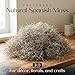 Royal Imports Preserved Natural Spanish Moss, Fresh Dried Shredded Loose Chunks, 3 LB Bulk Case