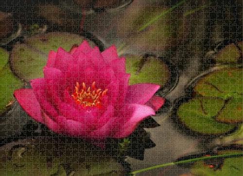 1000 Piece Puzzle for Adults Jigsaw Puzzles Hard Challenging Difficult Family Cool Large Nymphaea Lilly After The rain Puzzles for Adults 1000 Pieces