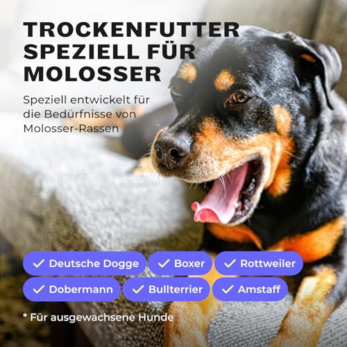 HEY HOLY Premium Trockenfutter für Molosser 100% getreidefrei | 7kg hypoallergenes Hundefutter für ausgewachsene Molosser mit Rind | Hochverträglich aus natürlichen Zutaten