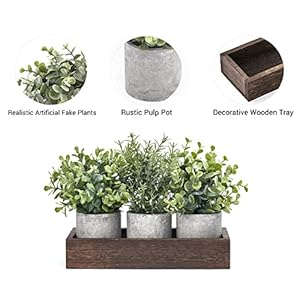 Dahey 3 Pack Mini Potted Artificial Eucalyptus Fake Plants with Wood Tray Centerpiece Table Decorations, Farmhouse Pulp Flower Pots Greenery Home Decor for Coffee Table Dining Room Office Kitchen Dahey 3 Pack Mini Potted Artificial Eucalyptus Fake Plants with Wood Tray Centerpiece Table Decorations Farmhouse Pulp Flower Pots Greenery Home Decor for Coffee Table Dining Room Office Kitchen
