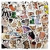 Calcomanías de meme de gato, divertidas calcomanías de gato para niños, diario, adultos, kawaii, linda calcomanía de vinilo impermeable para botellas de agua, portátiles, 50 unidades