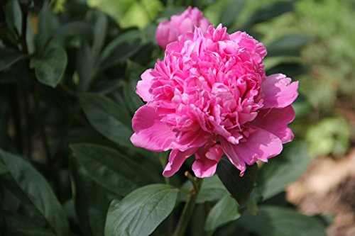 Sarah Bernhardt Garden Peony - Pink Paeonia (3 Roots) #TOP4