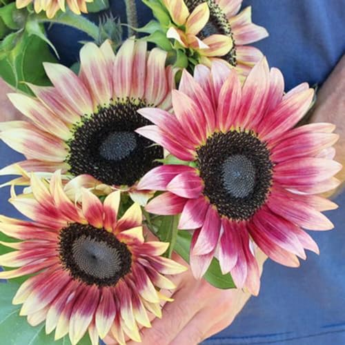 girasoli girasoli da giardino semi di perenne semi prato selvaggio interni esotici tagliati decorazione giardino 30pcs