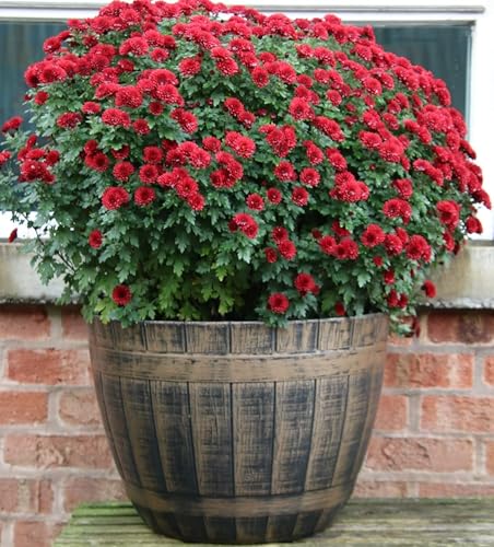 SG Large Barrel Planter Garden Plant Pot Heavy Duty Half Barrels for Outdoor Flower Herb Tree Container with Drainage Holes Large Plant Pots Garden Beijing Barrel Gold D 52cm x H38cm
