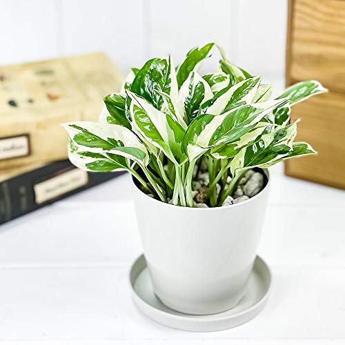 PLANCHU 観葉植物 ポトス エンジョイ 3.5号鉢 受け皿付き 育て方説明書付き Epipremnum pinnatum ‘N'Joy’ エピプレムヌム