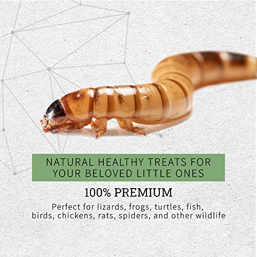 OVIPOST Live Superworms | 250 Count | Superworms Live for Reptiles, Large Bulk Arrival of Morio Super Worms Live Feed for Bearded Dragon, Lizard, Fish and Pet Food, 2 Inches Long - Image 4