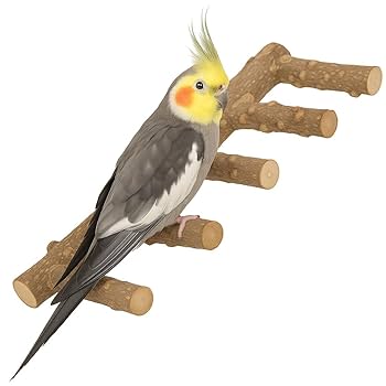 大型インコ 中型インコ用とまり木 自然木 柚 インコ 文鳥 小型 中型インコ 止まり木 4点 セット ステップ 鳥