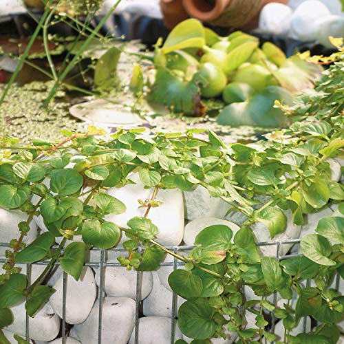 Hochteich Bellissa Gabionen 95575 – Kleiner Gartenteich mit Teichfolie