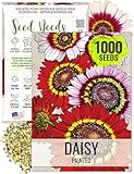 Seed Needs, Painted Daisy Seeds - 1,000 Heirloom Seeds for Planting Chrysanthemum carinatum - Bi-Colored Blooms to Plant a Butterfly Garden for Attracting Pollinators (1 Pack)
