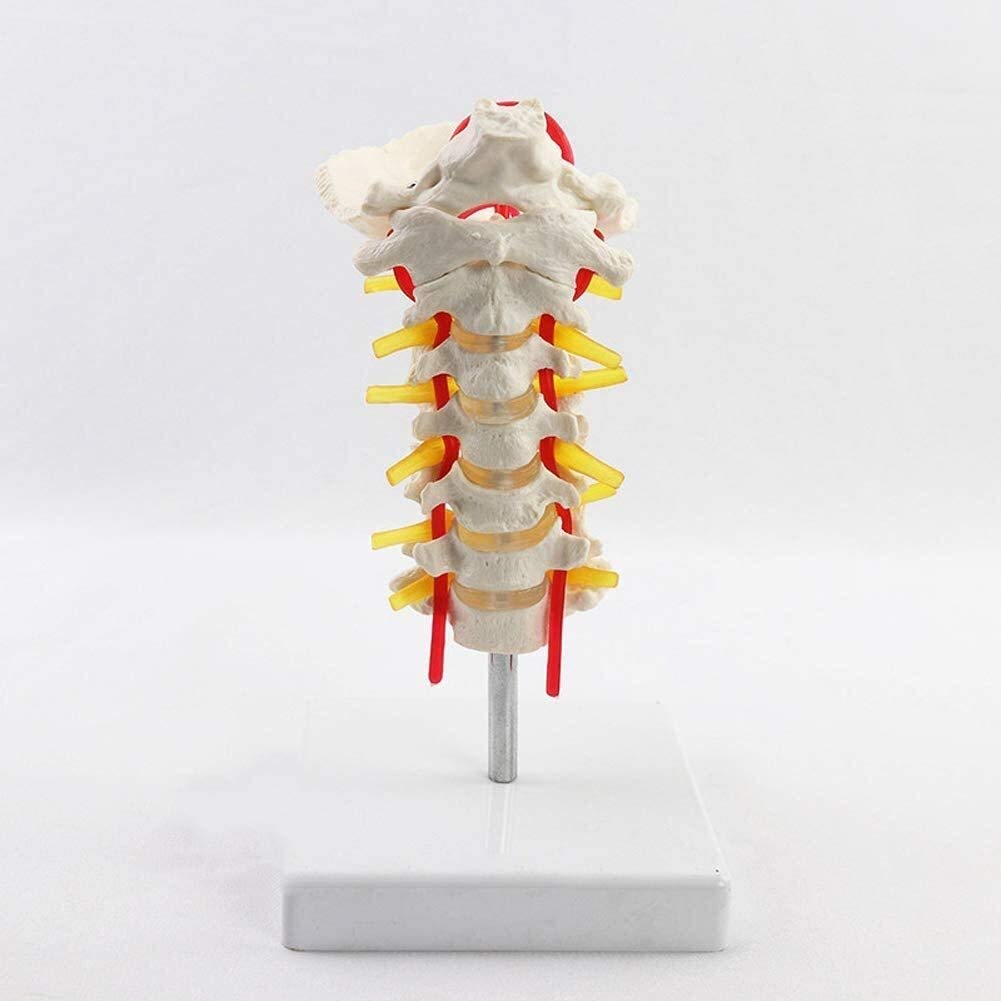 MorrEzTeaching Model, Human Cervical Vertebra Carotid Artery Anatomical Educative Study Kit Lab Supplies Flexible Spine Model Life Size Human 10 Anatomy Biology Teaching Aids
