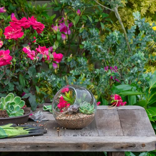 Vases hydroponiques en verre DOITOOL | Récipient de décoration pour terrarium de plantes - 8