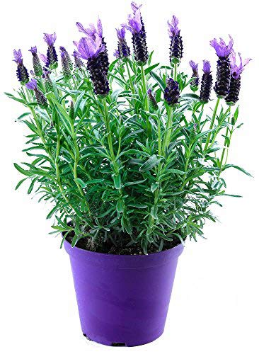 Schopf Lavendel Pflanze Im XXL Topf Duft kräuter Pflanze