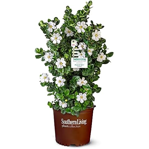 2 Gal. Gardenia Diamond Spire Cover