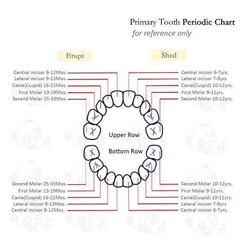 Baby tand Keepsake Fairy Box houder met Lanugo fles, houten Panda patroon melktanden opbergdoos, baby douchegiften voor… - Image 8