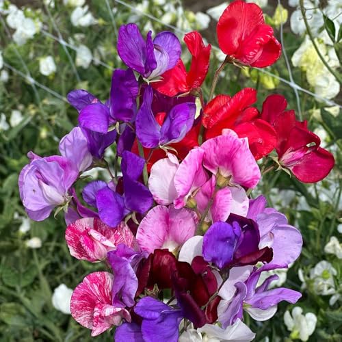 Sweet Pea Scentsational Mix Scented Hardy Annual Seeds Mixed Colours Long Flowering Ideal for Cutting & Climbing Frames Approx 25 Seeds by Thompson and Morgan