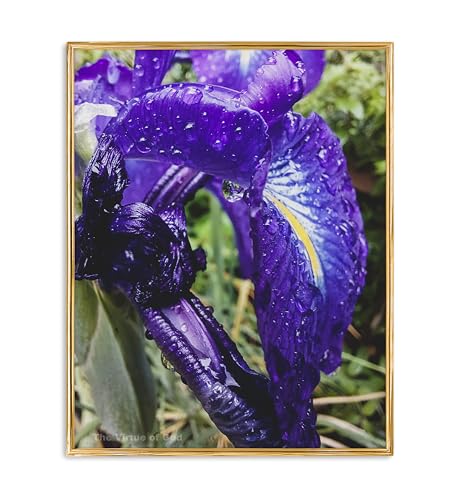The Virtue of God-Authentic Macro Photography-Purple Iris with Raindrops Vertical Unframed Print-Floral Canvas Wall Art 8x10 to 16x20in-Home or Office Modern Decor (12 x 16)