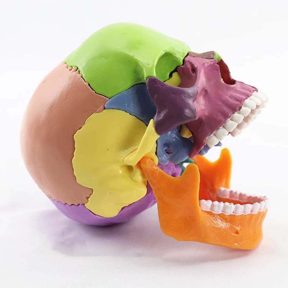 Cráneo Humano A Color 1:2. Descripción del Modelo De Cráneo Humano para Anatomía. Modelo De Cráneo con 15 Piezas De Ensamblaje Y Manual De Descripción De Huesos.