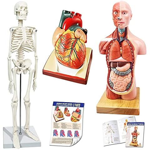 EVOTECH SCIENTIFIC menschlicher Körper, Skelett und Herzmodelle-bester Anatomie-Modellbündel-Set von 3 praktischen 3D-Modellstudienwerkzeugen für medizinische Studenten oder als Bildungskit für Kinder Cover