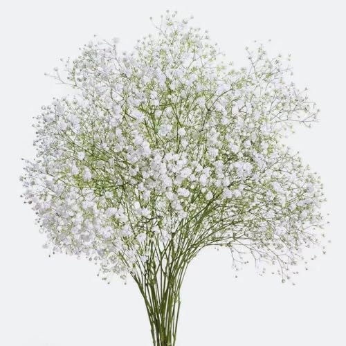 10 Stems Fresh White Gypsophila Flowers Can Be Stored In Water Or Dried Naturally Home hydroponic flower - Thumbnail 5