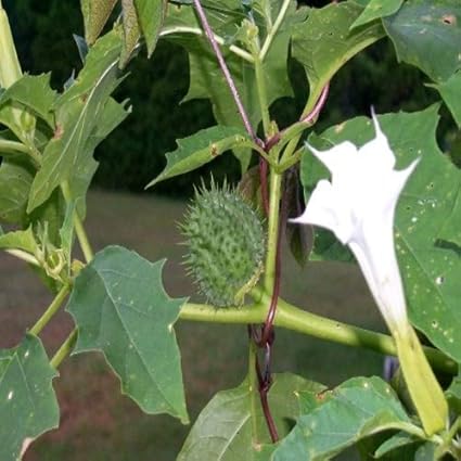 Guruji Plantation Dhatura Herbal Plant White Color Flower Live with Plastic Pot