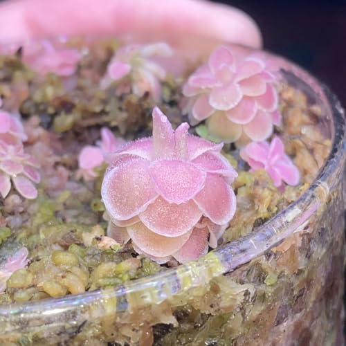 Semillas de mariposa, Pinguicula vulgaris, Plantas resistentes para el jardín. semillas de plantas carnívoras, semillas de plantas de interior semillas de plantas, semillas de flores 20pcs