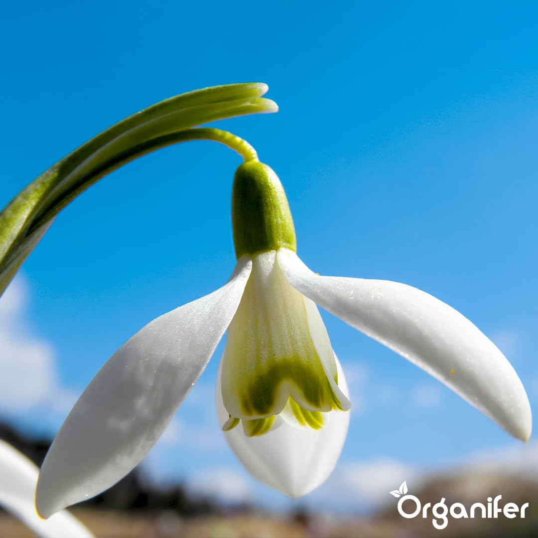 Fertilizante Líquido - 4x1L - Para Floración Precoz - NPK 3-4-3 | Plantas Vigorosas Y Floración Duradera - Organifer
