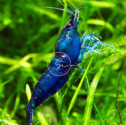 Image of Swimming Creatures Premium Neocaridina Shrimp - Freshwater Aquarium Shrimp (20, Premium Blue Dream) Premium Neocaridina Shrimp - Freshwater Aquarium Shrimp (20, Premium Blue Dream)