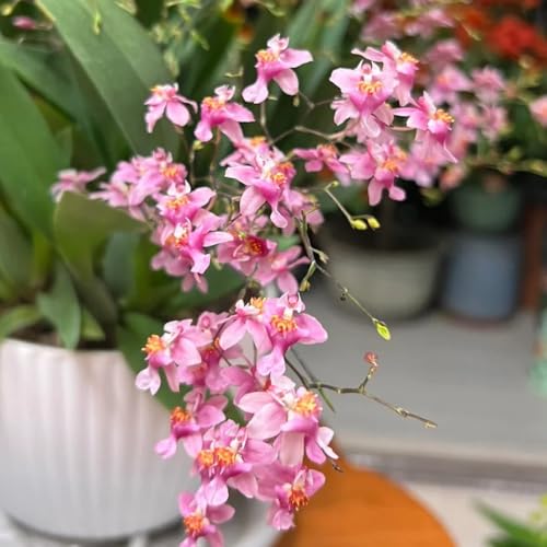 semi di orchidea oncidium primaverile, semi di selvatici orchidea resistenti all'esterno da giardino, 450pcs