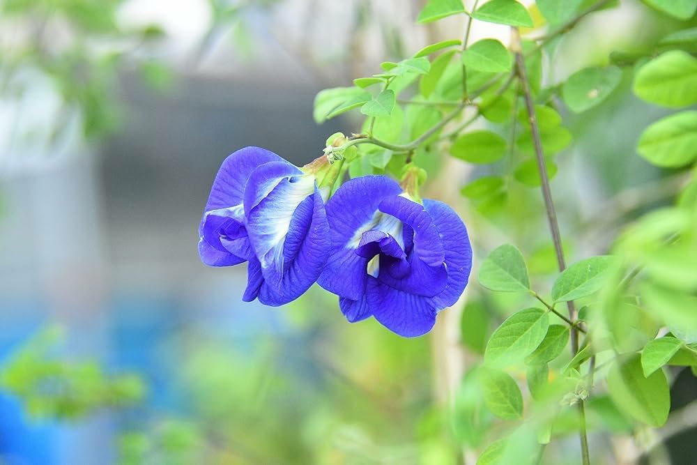 Aparajita Flower Seeds All Colours Red Highgermination (One Packet - 30 Seeds) (B0CP7DWXN3) Amazon Price History, Amazon Price Tracker