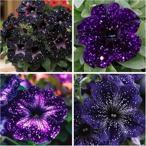 400+ Rare Night Sky Petunia Seeds Petunia Flowers Seeds for Planting Garden Hanging Baskets Flowers Annual Petunia Plant