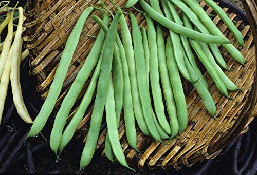 Dirt Goddess Super Seeds ~ Provider Bush Bean Seeds (1/2 Lb) Bulk Non GMO