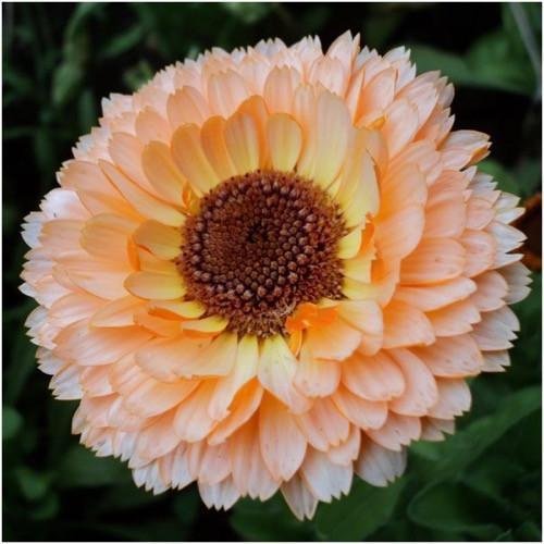 Pacchetto di 500 semi, Rosa Sorpresa Calendula (Calendula officinalis)
