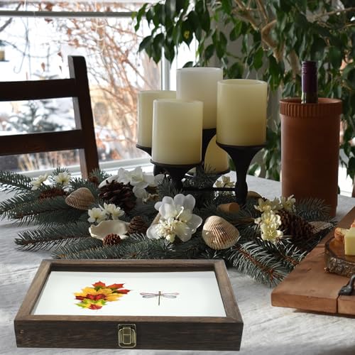 Insektenkasten Insektenvitrine Holz Sammelbox mit Klarglas Oberseite Insektenproben Insect Display Case für Zuhause