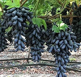 Image of Grape Plant Moon drops Green and Black Seedless Vine Grape Live Cutting Healthy Plant on Poly Bag Pack of 2
