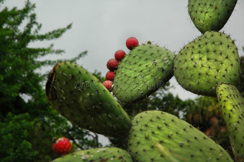 SelfLine | Opuntia monacantha - Cactus Plant (B0B6HTZ53B) Amazon Price History, Amazon Price Tracker