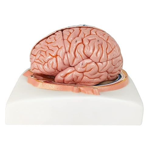 Miniatura 4 de Evotech - Modelo de cerebro humano con arterias, 7 partes de anatomía de tamaño real, modelo de cerebro en una base, muestra horizontal liso a