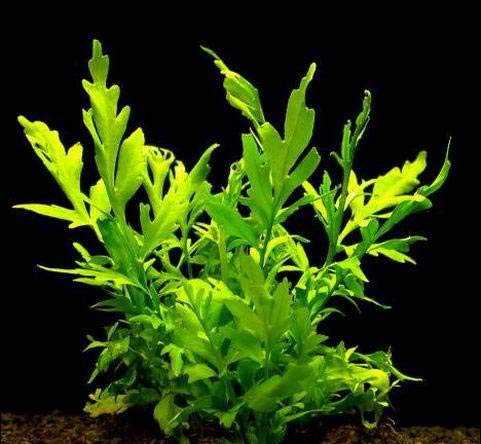 Feinblättriger Sumatrafarn - Wasserstern/Ceratopteris thalictroides im Topf