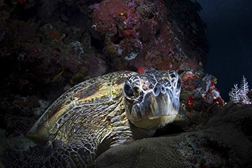 Posterazzi Green Sea Turtle Photo Print 11x17 Malaysia