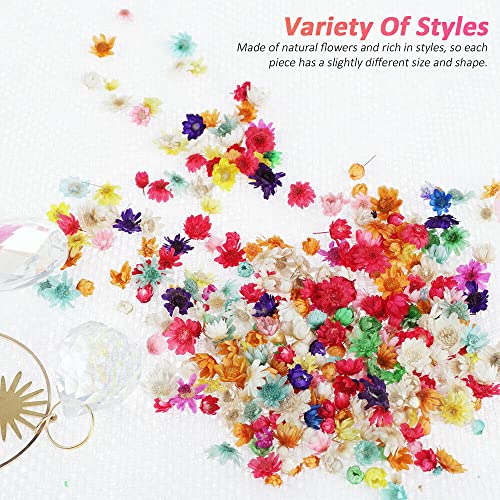 710 pcs Flores secas para manualidades DIY miniatura 2