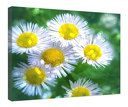 Marguerites au soleil toile tendue pour habiller un mur vide facilement