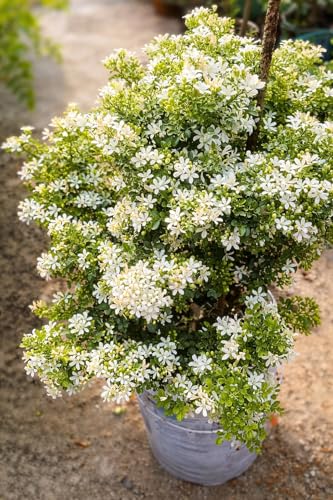 Image of Madhu Kamini Hybrid Live Plant | Kamini Plant (Murraya Paniculata) | Orange Jasmine Fragrant Flower Plant for Home Garden Indoor Outdoor